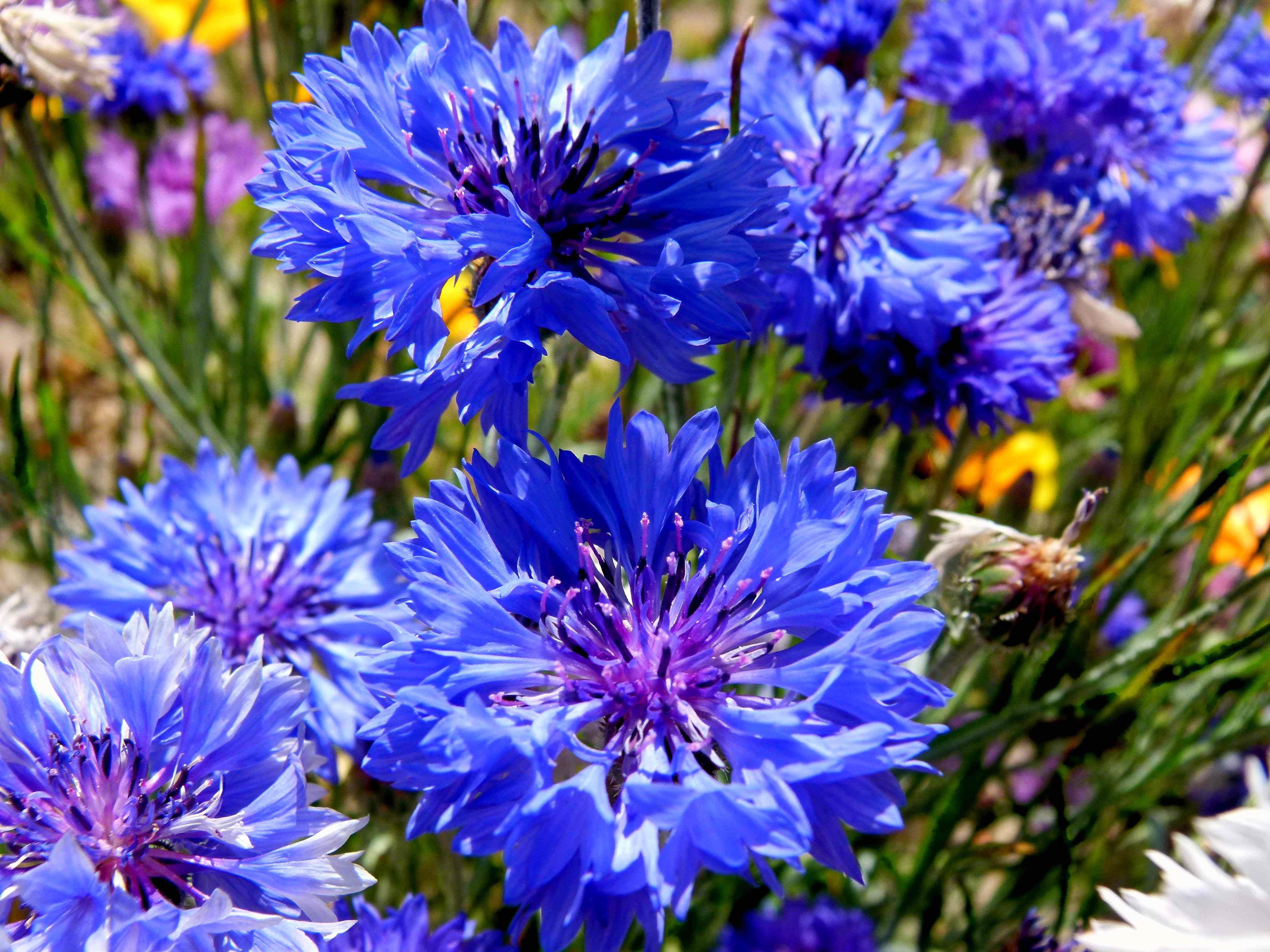 blue-ball-cornflowers