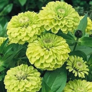 Zinnia 