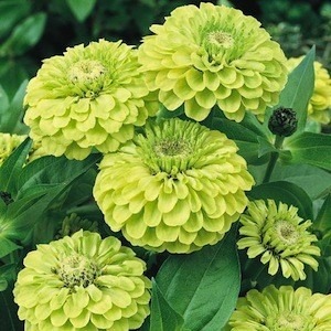 Zinnia