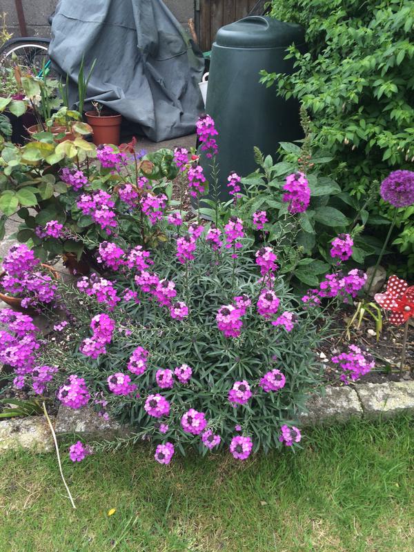 Laura Lont (Twitter). Thank you for this lovely erysimum. 542 points minus 856 points for it not coming from Higgledy Seed stock......oh my life!