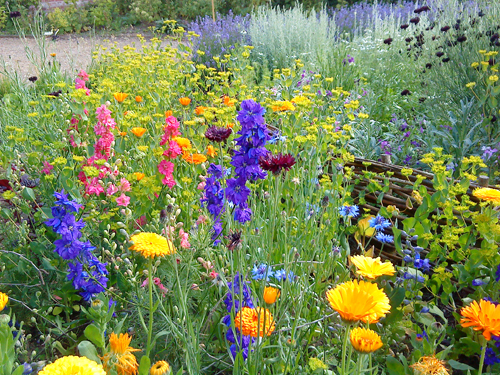 Splendiferous bed of Hardy Annuals from at Catkin Flowers. (Clever folk)