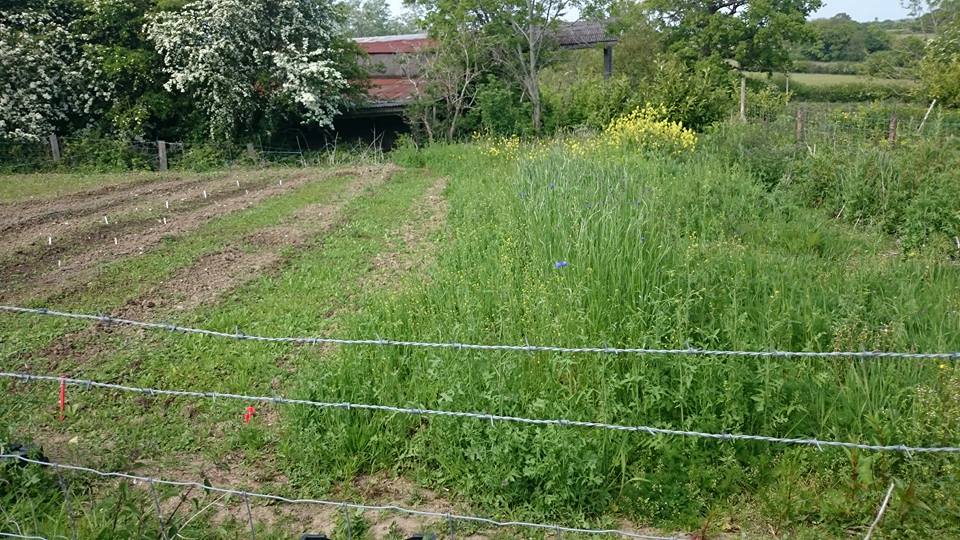 Thx Lucy Sortface from FB for this pic...this is a big old patch eh!? Autumn sown cornflowers just coming out to the right...it's going to be a corker!