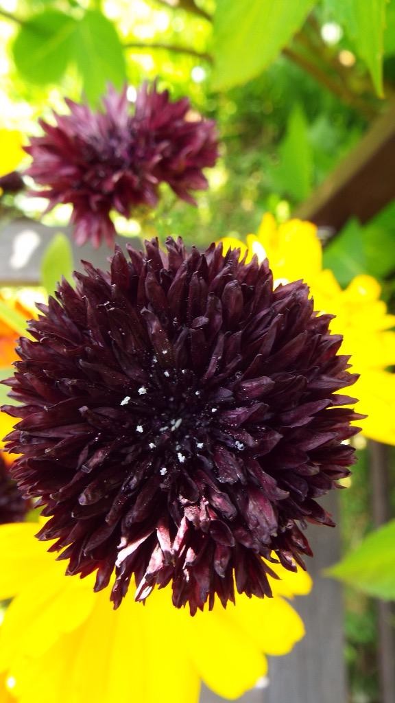 I love cornflowers...this health example of a 'Black Ball' was grown by 'Lynda' (Twitter)...with some Calendula hiding out back...clearly autumn sown. 538 points minus 231 points for not having any 'Blue Ball' on the go....or any gnomes....gnomes are the in thing this season.