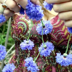 Centaurea Cynus – Cornflower ‘Blue Ball’