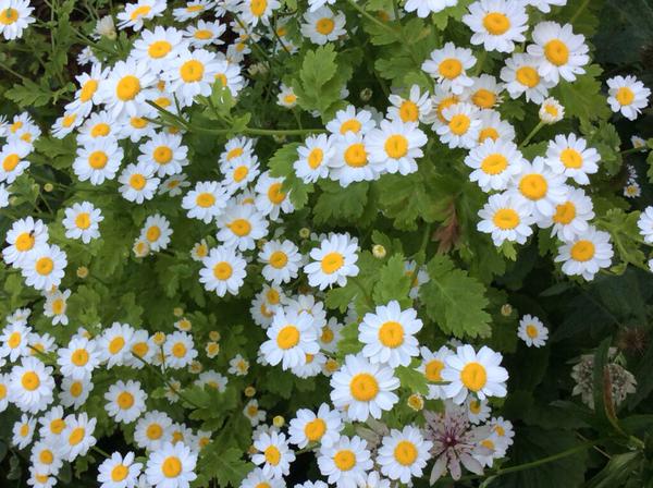 Beautiful Feverfew from Vivian Self...easy to grow and VERY useful as a cut flower. 453 points plus 53 bonus points for 'simple beauty'.
