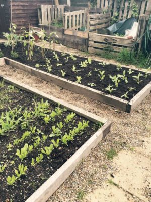 ...very tidy raised beds looked after by Liz Ackerley...