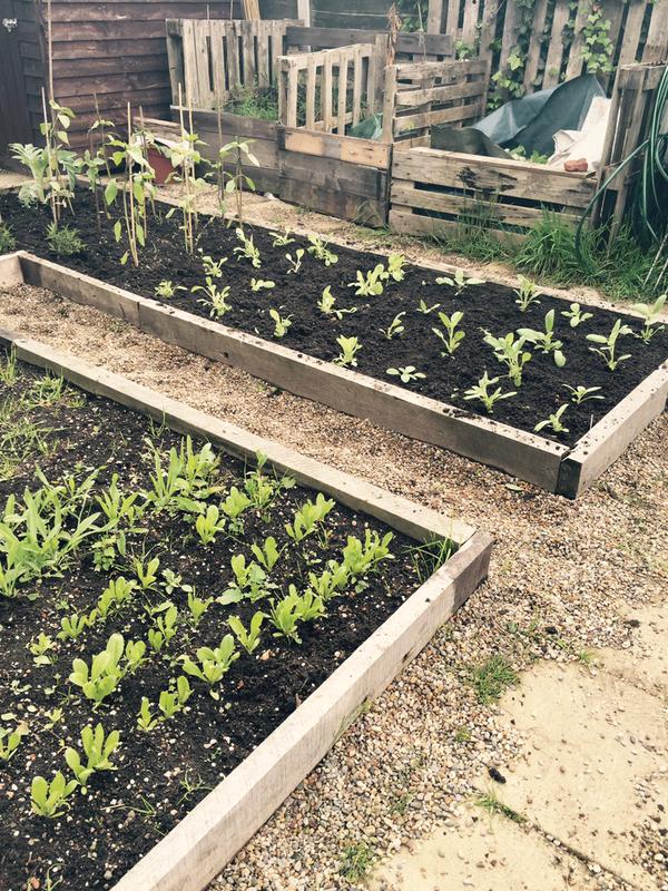 Raised Garden Bed Prep