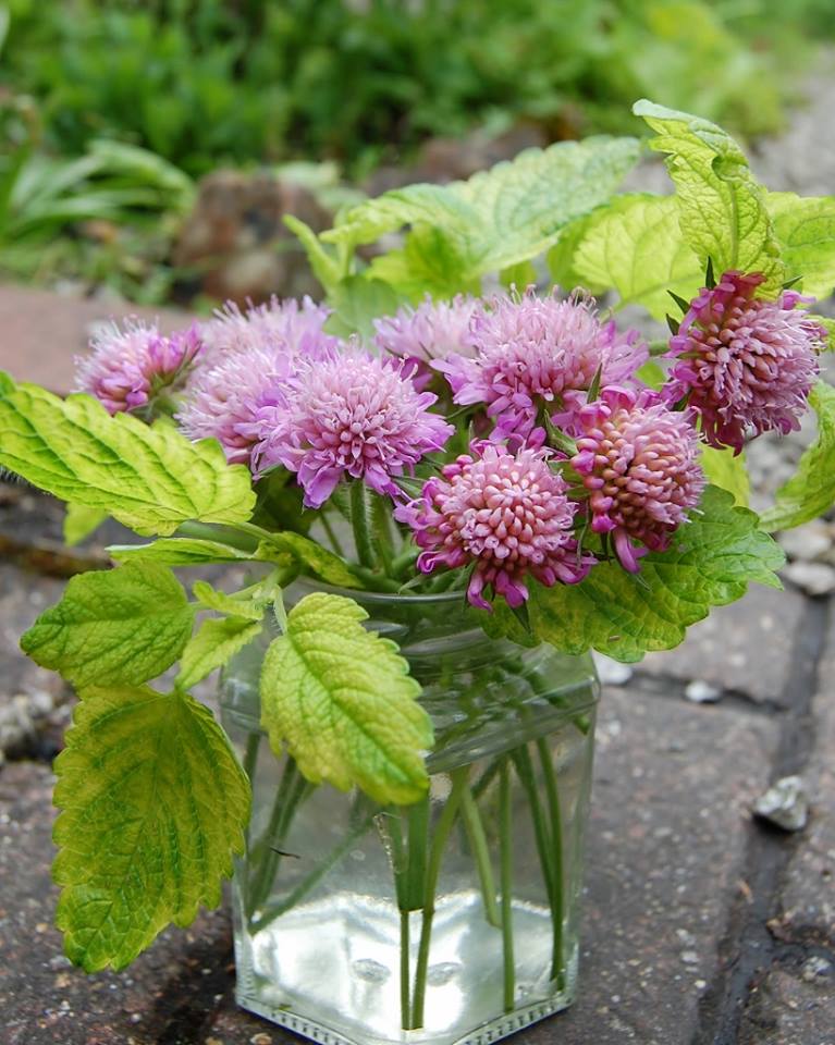 Thx Minako Sato "The knautia I sowed last year finally bloomed. It has been raining on and off all day here so I rescued some flowers before being totally flopped and made a posy with lemon balm." That is beautiful! I love it...the Knautia will flower for yonks and will have a second flush....next year's plant will also be much bigger.