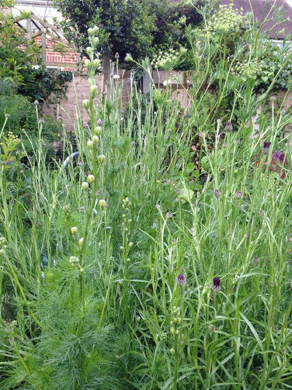 Autumn sown Larkspur, cornflowers and Ammi ready to burst. BRILLIANT work Annie Jenkins...top of the class....732 points minus 98 for having a walled garden and thereby cheating....naughty naughty... 