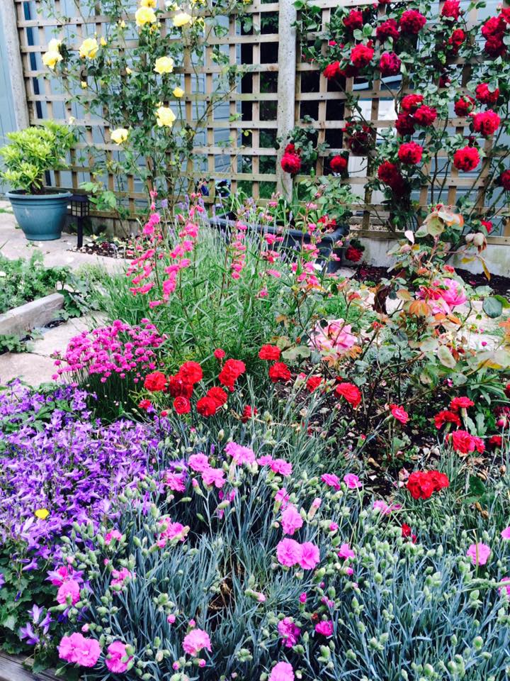 "Roses, lavender, penstemons, pinks and campanula- chaotic but wonderfully scented and the bees love it." Thank you Amanda Jarrett.