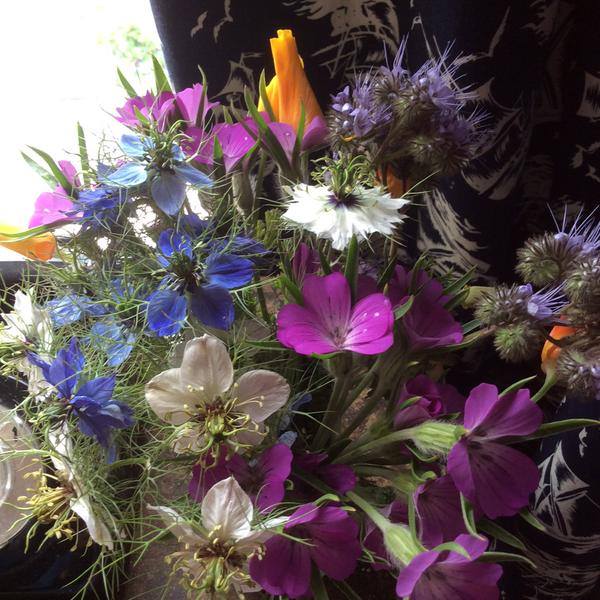 All these beauties were self sown. Thanks to Sarah Hart-Davies for this pic.