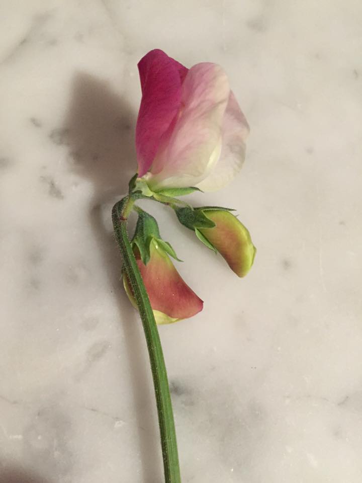 Sent from Carolyn Thompson. Carolyn's first sweet pea of the season...looks like 'Painted Lady'...super groovy.