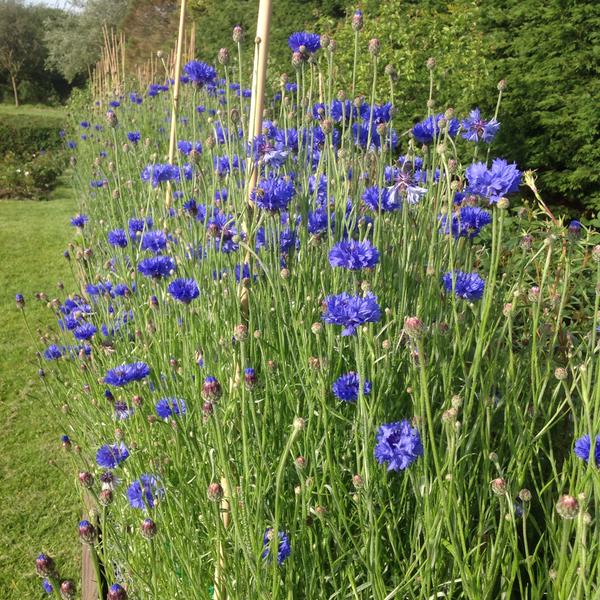 More stunning cornflowers these grown by the good people at The Wight Flower Farm.