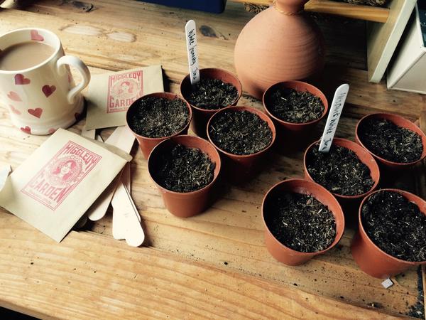 @bessybrad sowing biennials in pots...great idea to get this done before the end of July. Go to the top of the class Bessy. :)