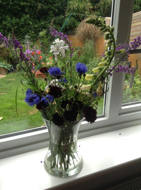 Thanks to J Williams (Twitter). The first Cornflowers of the season are always the best.