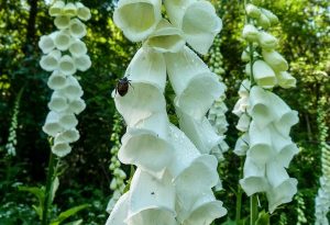 Thx to David Tanner for this pic of his Foxglove  
