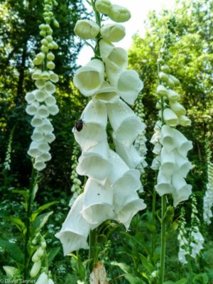 Thx to David Tanner for this pic of his Foxglove 