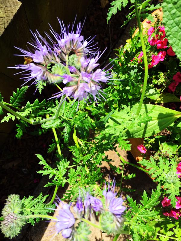 Phacelia...bees go potty for this chap. Thank you Helena J.