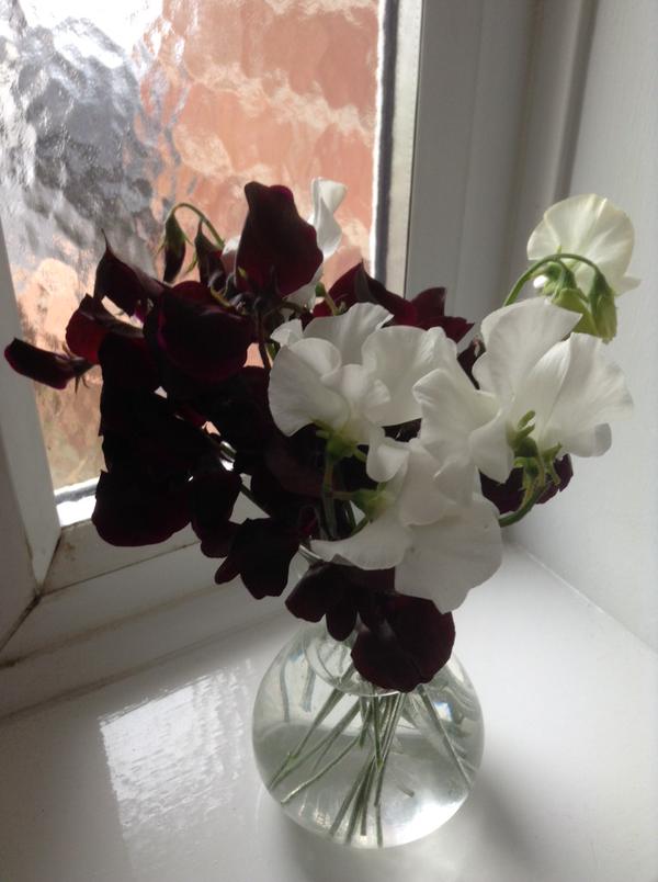 Sweet Peas looking 'ansome my lover! Thanks to J Williams.