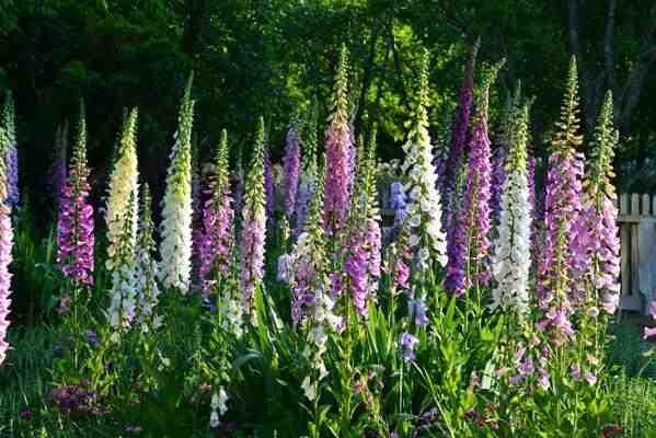 Foxgloves are good for your mental health.