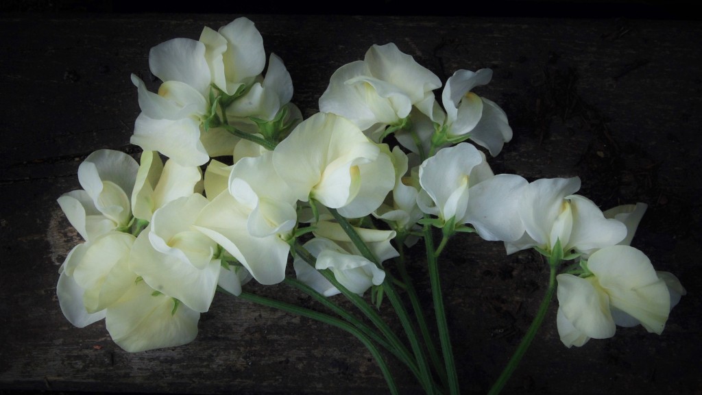 Flowers turn from delicate cream to ivory.