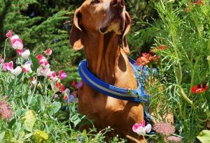 Noble Furface wearing his combat harness, ever vigilant for Russian horticulturalists. 