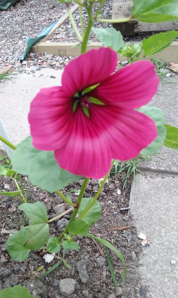 @maogden has chosen to take this one slightly out of focus. ;) ...still...we can see the gorgeous lime green star at the back of this Malope trifida vulcan. 