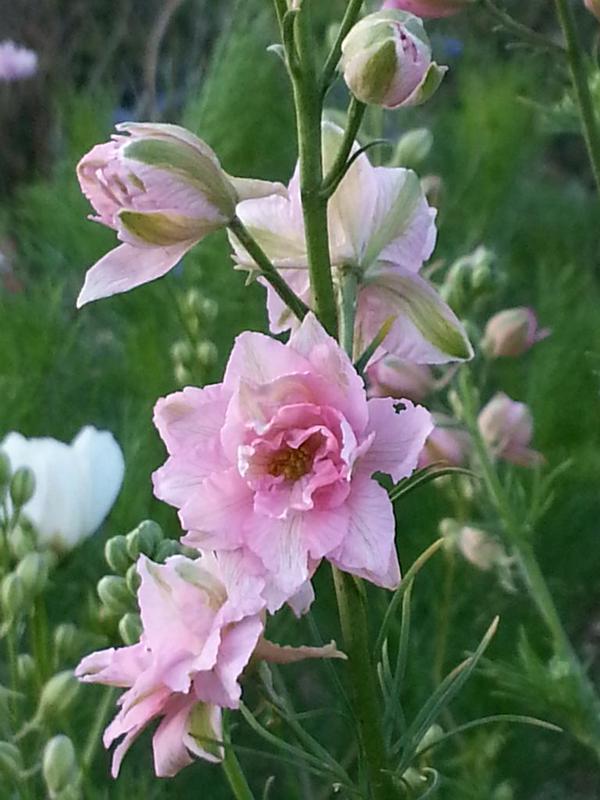 Larkspur can be erratic to germinate...and can take yonks and therefore hoed up...this pink number was taken by Michell M...lovely stuff. 
