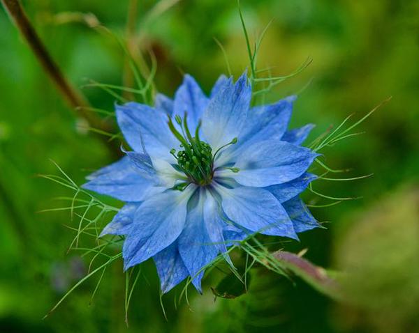 Self sown Nigella...photo from @10mingardener . Furface and I are presently camping in his flower/veg garden...which is chocka with wonderful things.