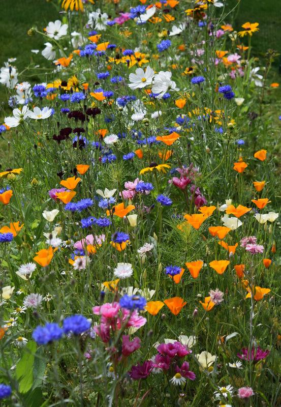 Fantastic mix of hardy annuals grown by @rosemckerrell of Twitter...all these can be autumn sown