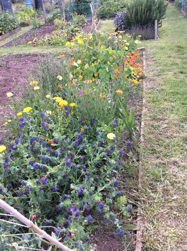 ...and finally one from the lovely Ronnie Tyler....this is her daughter's lotty flower patch...lots going on in there....Cerinthe in foreground looking rumbustious. 