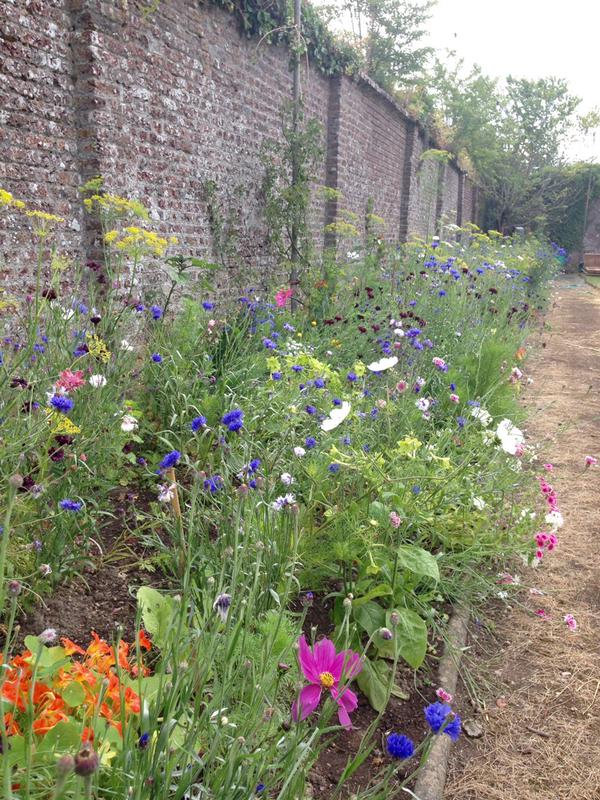 I was lucky enough to meet @jillAGardens at Port Eliot....this is a pic she took of one of my beds there....the beds weren't quite up to the glory of last year... #MustTryHarder