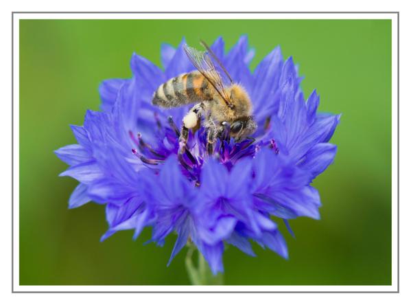 @MrsEmma has been at it again...taking pics of critters....this bee having a splosh about on a Cornflower 'Blue Ball'....check out that white pollen....top notch. Thank you Emma.
