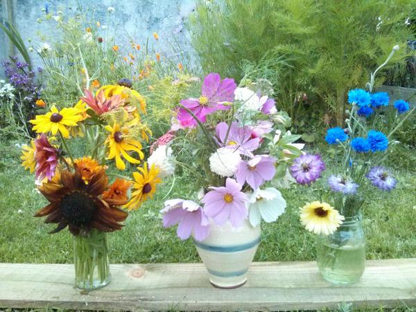 Nick Hearle has been harvesting.....good stash there Nick....those Earthwalker sunflowers look very healthy...and go swimmingly well with the Rudbeckia 'Marmalade'.