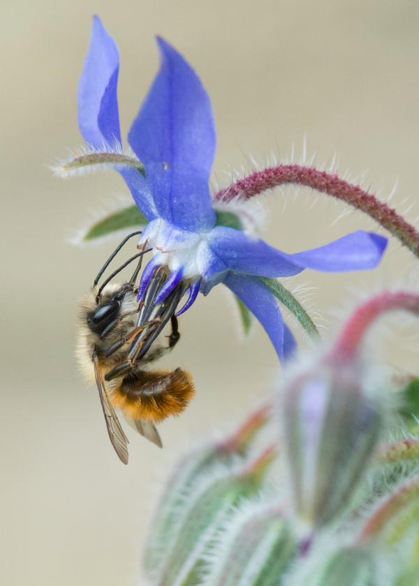 Thank you to @MrsEmma (Twitter) for this glorious photo of a honey bee having a swimmingly good time with his colleague, Borage. 