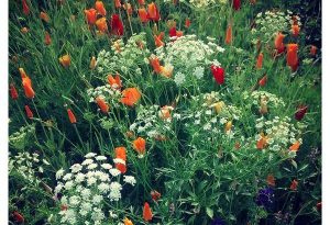 I was really happy with this Ammi majus and Eschscholzia combo this season. Both are hardy and can be sown in the early autumn.
