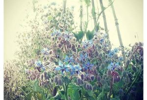 ...yes its a thug...but Borage has a magical beauty and is underrated as a cut flower. 