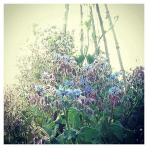 ...yes its a thug...but Borage has a magical beauty and is underrated as a cut flower. 