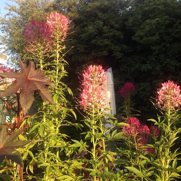 Love this pic of Cleome 'Violet Queen' from Aideen (I've lost your twitter name Aideen...sorry!)