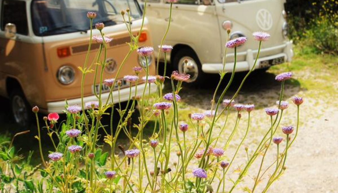 didiscus flower