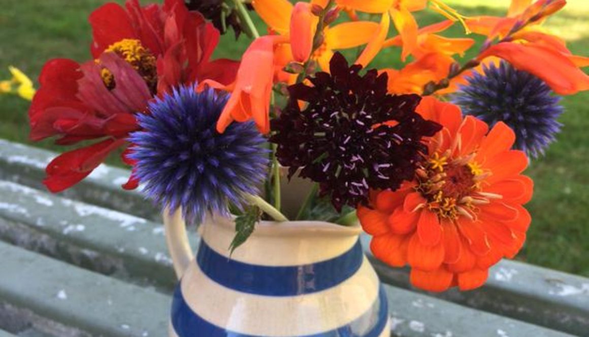 Growing Echinops From Seed. Growing Echinops From Seed.
