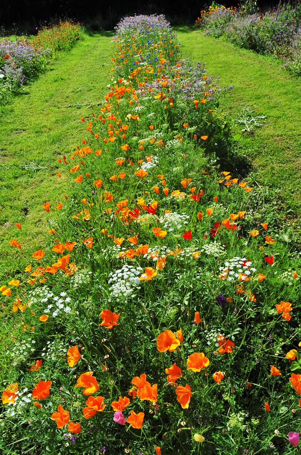 and another by yours truly...these beds were sown up by @10minutegardener...haven