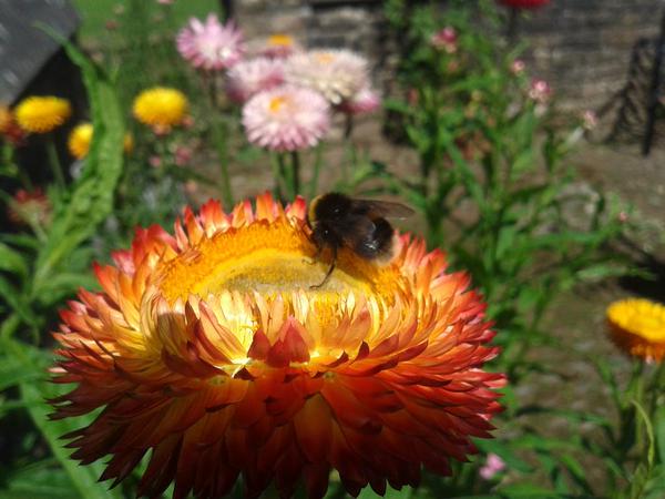 @lindastantonart Photographed this bee having a jolly time on a Helichrysum...and why shouldn't he....