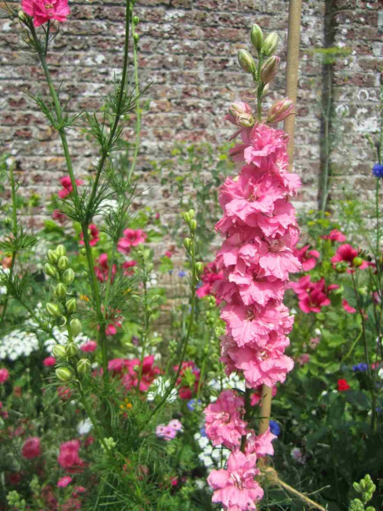 Larkspur hanging out in the walled garden at Port Eliot.