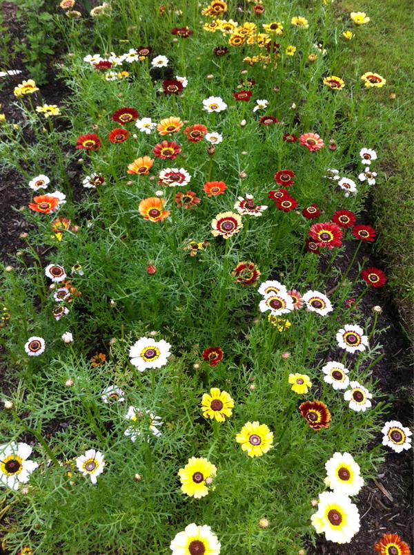 @jmcefalas seems to have nailed the Chrysanthemum 'Rainbow Mix'....such cheery chaps!