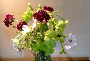 Thx to @LucieHyndley for this double ace pic of Scabiosa 