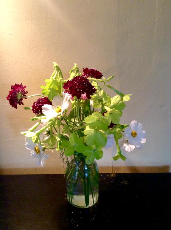 Thx to @LucieHyndley for this double ace pic of Scabiosa 'Back in Black'...with some mighty fine Nicotiana 'Lime Green' & Cosmos Purity. #Classy