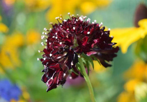 Scabiosa 'Back In Black'...another great photograph from @RoseMckerrell's cutting patch.