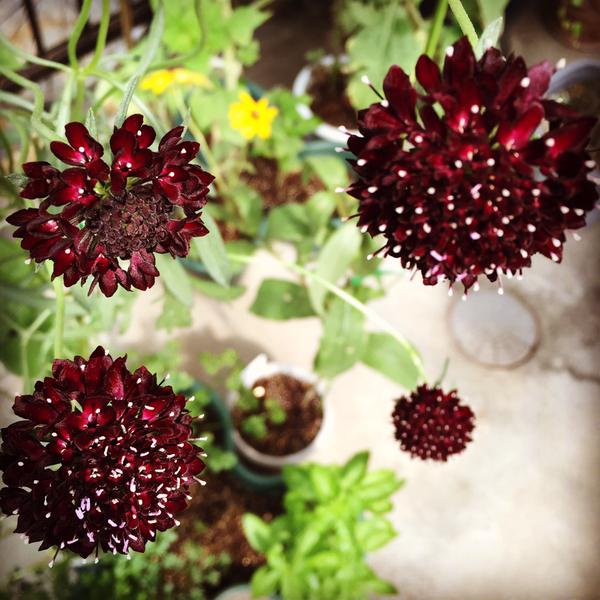 Tatako's balcony in Tokyo continues to do well...here are some of her Scabiosa. Thank you Takako. :)