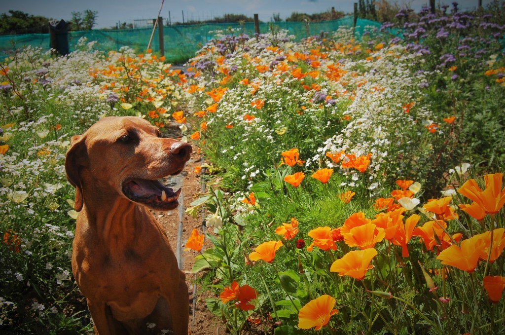 Furface with our Eschscholzia 'Orange King'